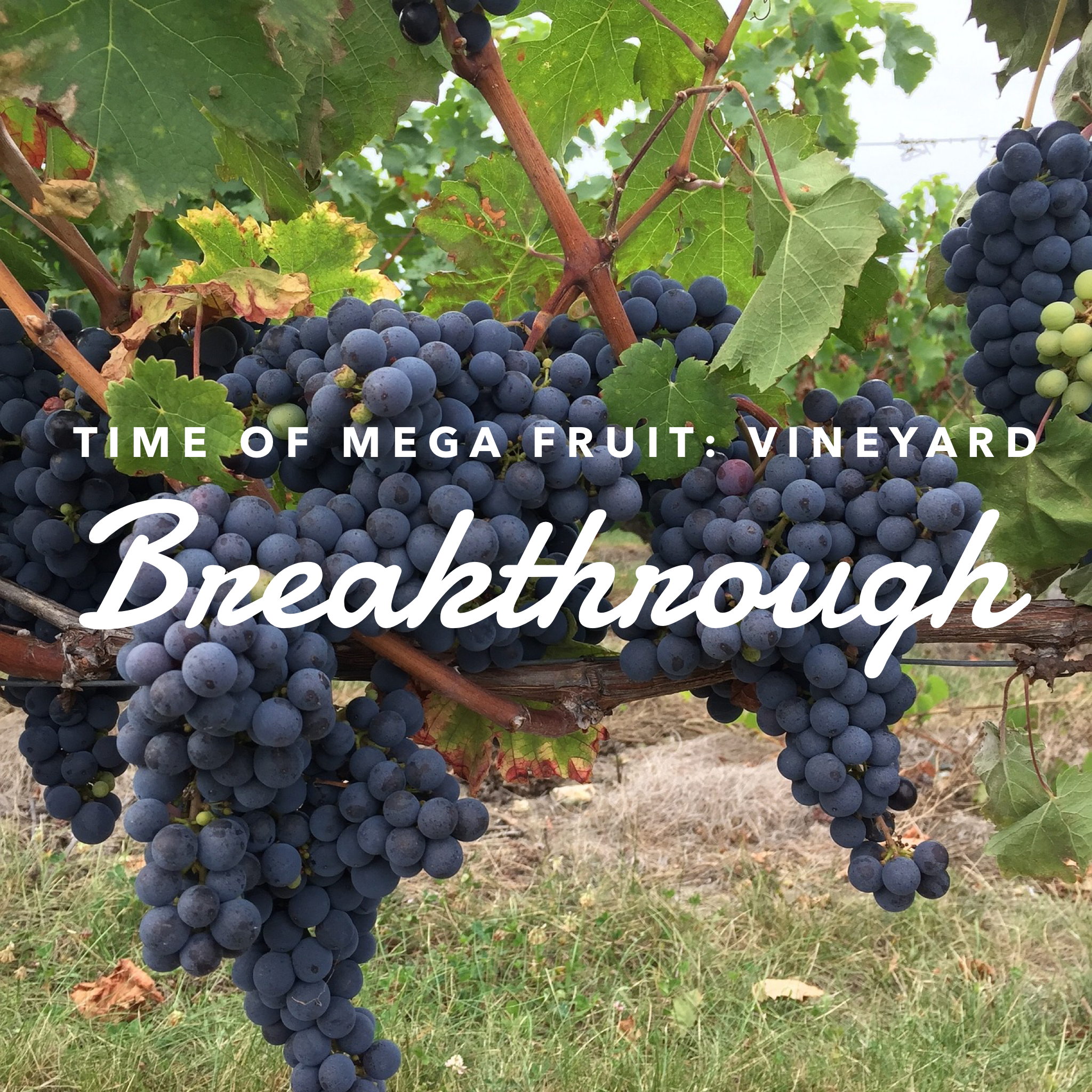 Time of Mega Fruit: Vineyard Breakthrough - 12/21/18